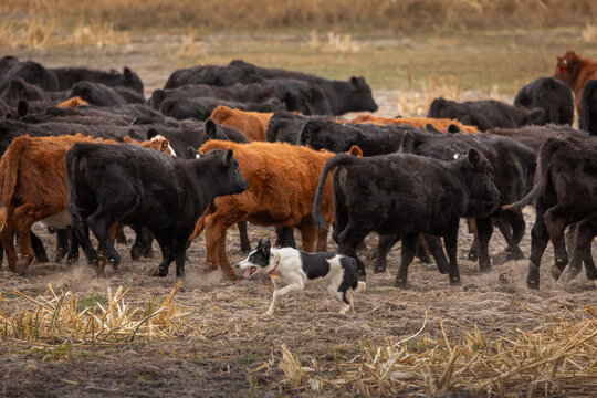 Working ranch dog of border collie breed herding livestock