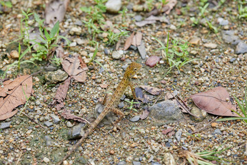 Close-up view of Lizard on ground