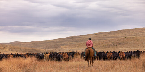 Cowgirl on horseback, on the ranch,  moving livestock thru pasture to be shipped