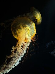 jellyfish © Le