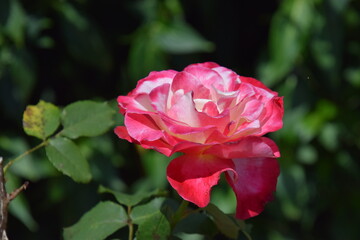 Fototapeta premium rose garden flowers