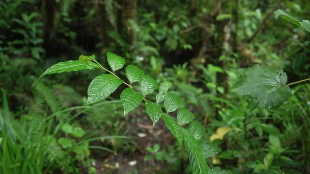 Detalle de hojas verdes cubiertas de gotas de lluvia en un bosque tropical h&uacute;medo de Costa Rica