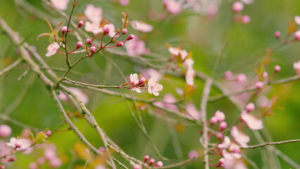 Pink Blossoms Of Japanese Plum In Spring. Blood Plum In Full Bloom. Spring Blossom Trees Japanese...