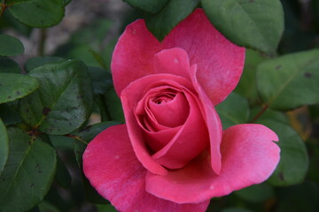 rose garden flowers