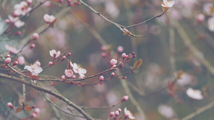Flowers On A Branch At Sunny Day. Blooming Garden Pink Flowers. Blossoming s Of An Apple-Tree In Spring.