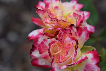 rose garden flowers