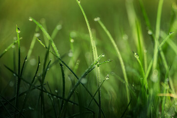 Photo capturing the beauty of dew drops on fresh green grass. This serene image evokes nature's tranquility and renewal, ideal for nature-themed designs, backgrounds, and wellness concepts. 