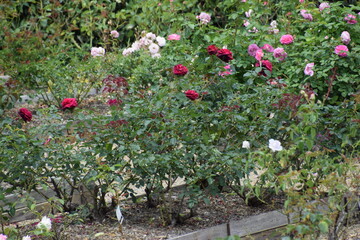 Fototapeta premium rose garden flowers