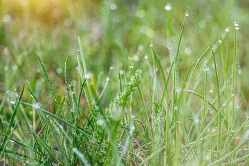 Photo capturing the beauty of dew drops on fresh green grass. This serene image evokes nature's tranquility and renewal, ideal for nature-themed designs, backgrounds, and wellness concepts. 