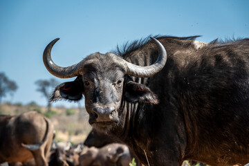 The African buffalo, Syncerus caffer, is a formidable herbivore native to the diverse landscapes of sub-Saharan Africa. These bovines, often referred to as Cape buffalo, Syncerus caffer caffer.