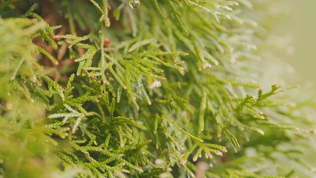 Thuja Branch. Picturesque Of A Coniferous Ornamental Thuja Tree. Rack focus.