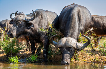 The African buffalo, Syncerus caffer, is a formidable herbivore native to the diverse landscapes of sub-Saharan Africa. These bovines, often referred to as Cape buffalo, Syncerus caffer caffer.