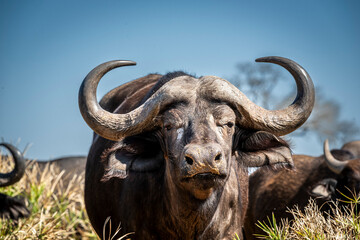 The African buffalo, Syncerus caffer, is a formidable herbivore native to the diverse landscapes of sub-Saharan Africa. These bovines, often referred to as Cape buffalo, Syncerus caffer caffer.