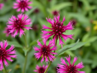 Obraz premium Close-up of crimson beebalm Monarda didyma in full bloom, red, nature, botanical