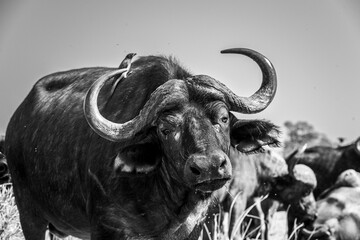 The African buffalo, Syncerus caffer, is a formidable herbivore native to the diverse landscapes of sub-Saharan Africa. These bovines, often referred to as Cape buffalo, Syncerus caffer caffer.