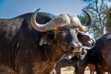 Naklejka premium The African buffalo, Syncerus caffer, is a formidable herbivore native to the diverse landscapes of sub-Saharan Africa. These bovines, often referred to as Cape buffalo, Syncerus caffer caffer.