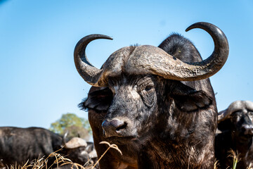 The African buffalo, Syncerus caffer, is a formidable herbivore native to the diverse landscapes of sub-Saharan Africa. These bovines, often referred to as Cape buffalo, Syncerus caffer caffer.