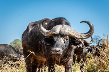 Naklejka premium The African buffalo, Syncerus caffer, is a formidable herbivore native to the diverse landscapes of sub-Saharan Africa. These bovines, often referred to as Cape buffalo, Syncerus caffer caffer.