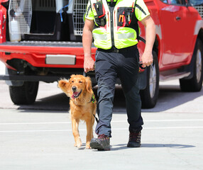 dog retriever trained to search for missing people during search and rescue missions