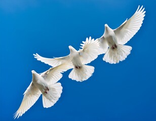 Obraz premium white doves in flight against deep blue sky