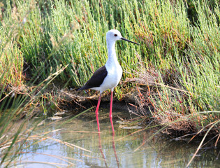Bird called black-winged stilt or himantopus himantopus with very long legs in the pond in summer