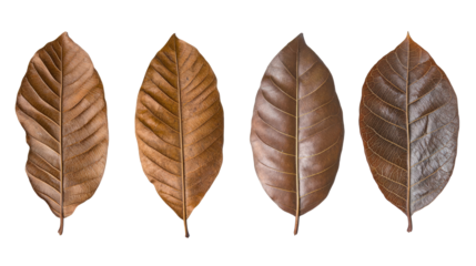 Dried Tropical Brown Leaves Arranged in a Row on a White Background Generative AI