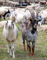 sheep and  goat although different seem to be the best of friends forever in the herd