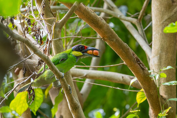 Nature wildlife image of Gold-Whiskered Barbet collecting fruit