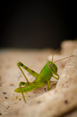 a green and yellow grasshopper perched on a leaf, close-up photo and video