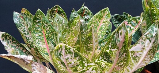 Aglonema