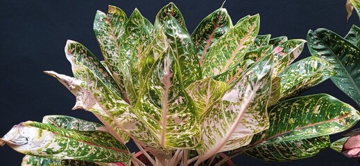 The leaves of Aglonema