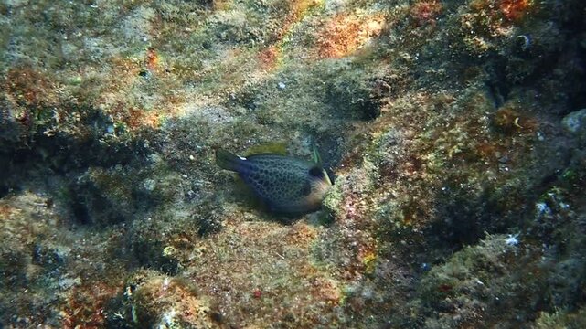 Young Honeycomb filefish or triggerfish (Cantherhines pardalis), belongs to the family Monocanthidae (filefishes), the species is rare in occurrence and has solitary lifestyle, Red Sea