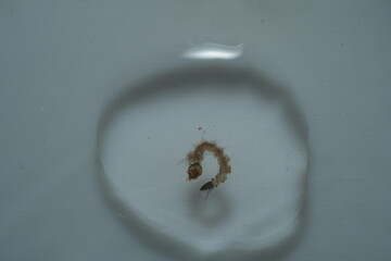 Mosquito larvae, often called 
