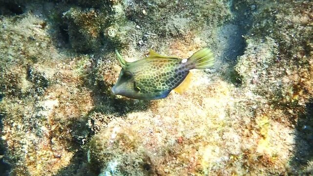 Young Honeycomb filefish or triggerfish (Cantherhines pardalis), belongs to the family Monocanthidae (filefishes), the species is rare in occurrence has solitary lifestyle, Red Sea
