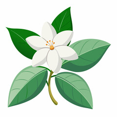 Jasmine flower vector illustration on a white background