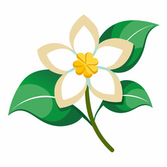 Jasmine flower vector illustration on a white background