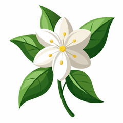 Jasmine flower vector illustration on a white background