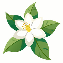 Jasmine flower vector illustration on a white background