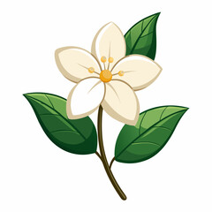 Jasmine flower vector illustration on a white background