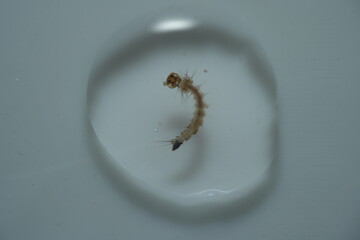 Mosquito larvae, often called 