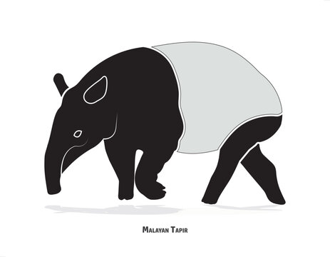 Malayan Tapir as Asian Animal with White Patch and Short Nose Trunk in Different Pose Vector
