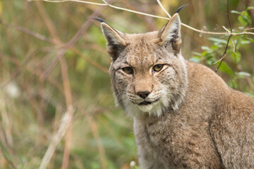 Fototapeta premium Eurasian lynx, lynx, lynx lynx, real photo, appearance, characteristics, vegetation, background