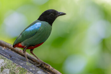 Nature Wildlife image of Borneo Hooded Pitta (Pitta sordida mulleri) on Rainforest jungle