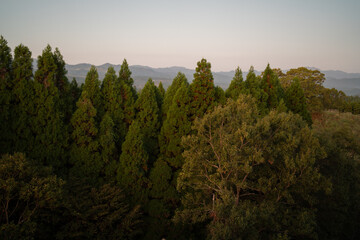 森が見える景色