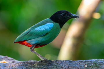 Nature Wildlife image of Borneo Hooded Pitta (Pitta sordida mulleri) on Rainforest jungle