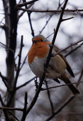 robin on a branch