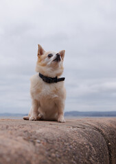 chihuahua on the beach