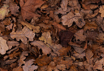 autumnal leaves