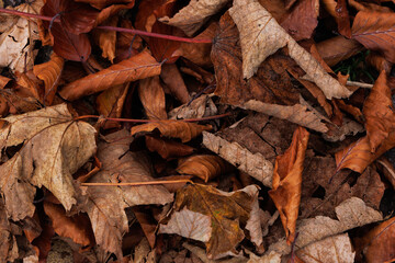 leaves on the ground