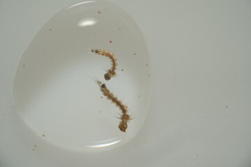 Mosquito larvae, often called 
